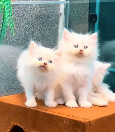 Persian female kitten for sale My WhatsApp number 03 20 24 100 47