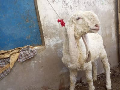 top quality larhkana dumba