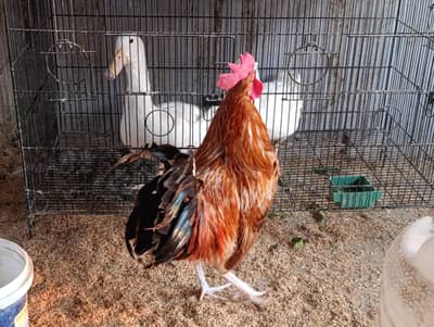 1 Desi murgha breeder murga adult