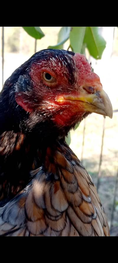 High quality saleti madi