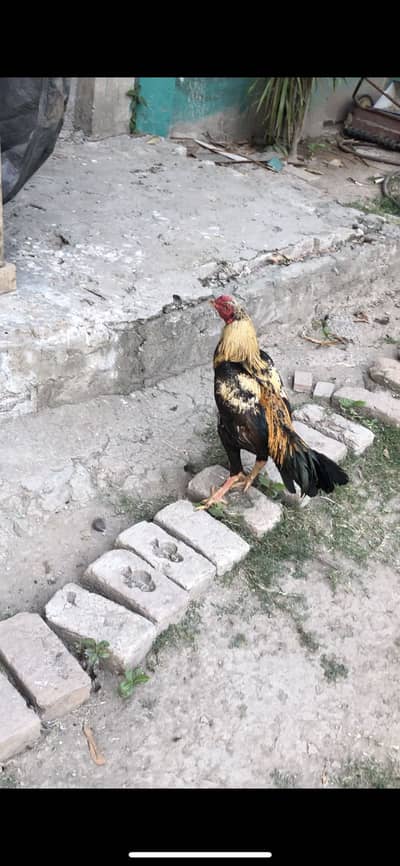 Parmoz cross  Aseel male patha mushka murgha