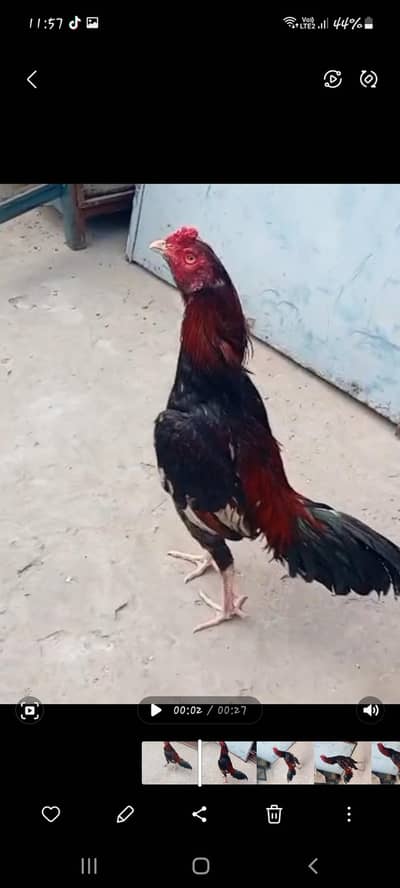 rampoori aseel patha best qualty