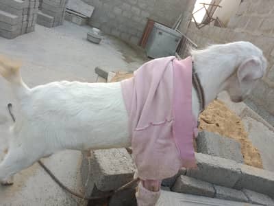 Teddy tapri goat pair