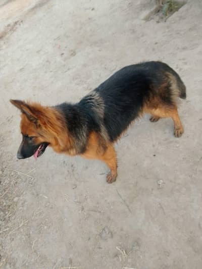 German shepherd male