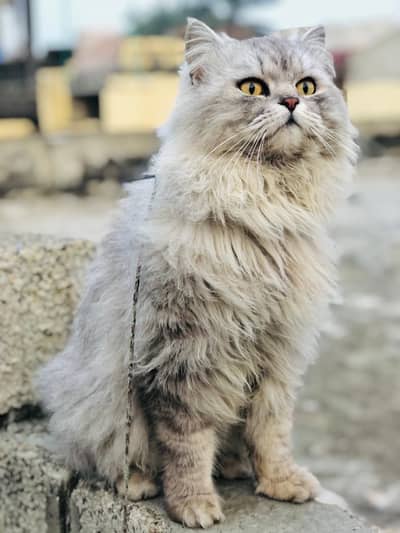 Persian male cat trip cot