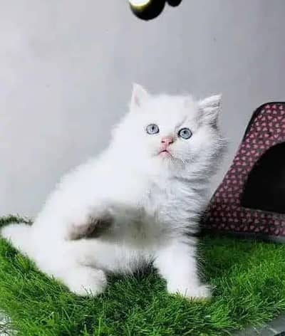 Persian cat for sale my WhatsApp number  0324-12-95-120