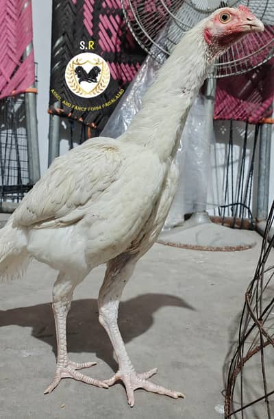 white paper aseel Blue eyes