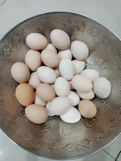 Astralope aur Desi Misri hens eggs  laying for sale
