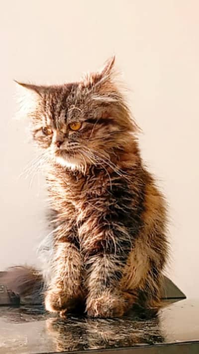 Persian cat male
