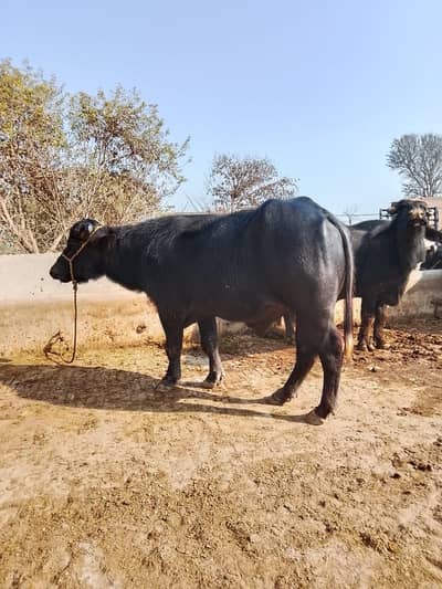 Bull | male buffalo for sale | jhotta