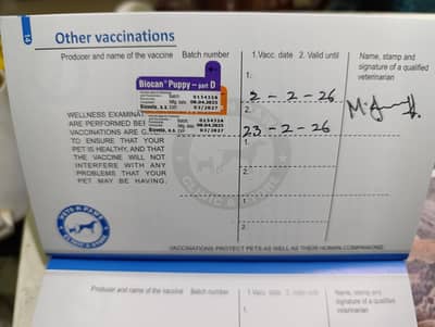 Pure black  triple coat Pedigree GSD puppy