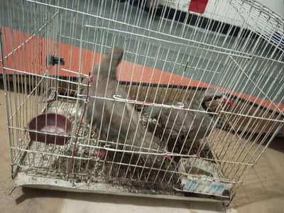 chakoor pair for sale