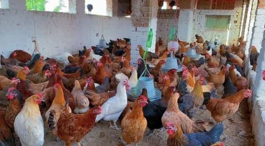 Golden Misri Hens | Egg Laying Hens For Sale