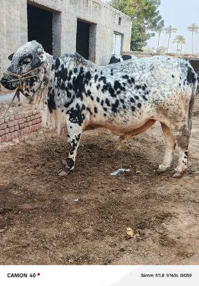 fresh 2 dant bachra for sale