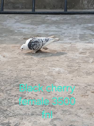 Black cherry female