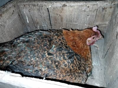 Long hight kurak madi hai