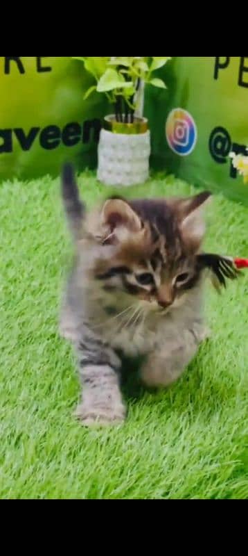 home bread Persian kitten