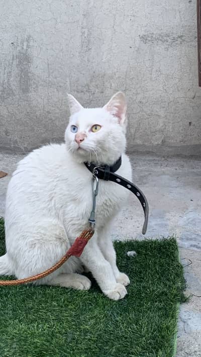 Russian cat urgant sale