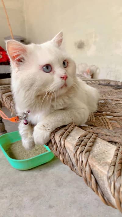 Pair Male and female cat beautiful pair 