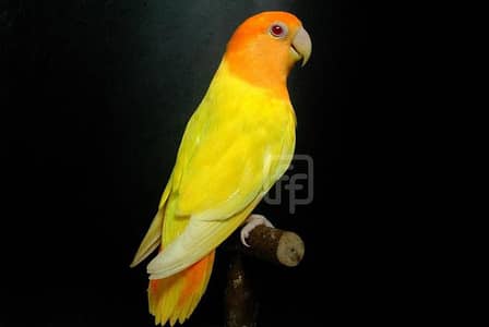lotino Orange hood male good condition good size