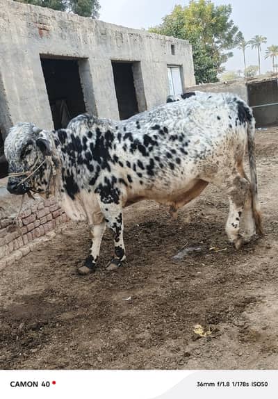 2 dant bachra for sale