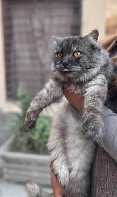 Heavy Double Coat Persian Mix”