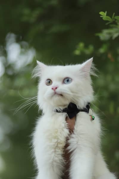 Cash on delivery Persian hmalyn British punch face piki face cat kitt