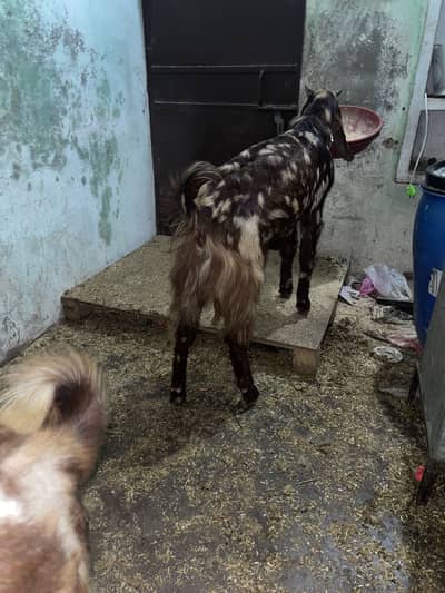 Goat bakra