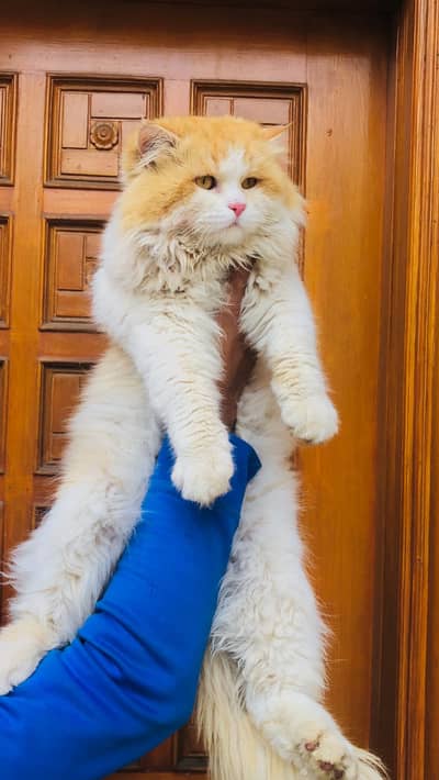 Cash on delivery Persian hmalyn British punch face piki face cat kitt