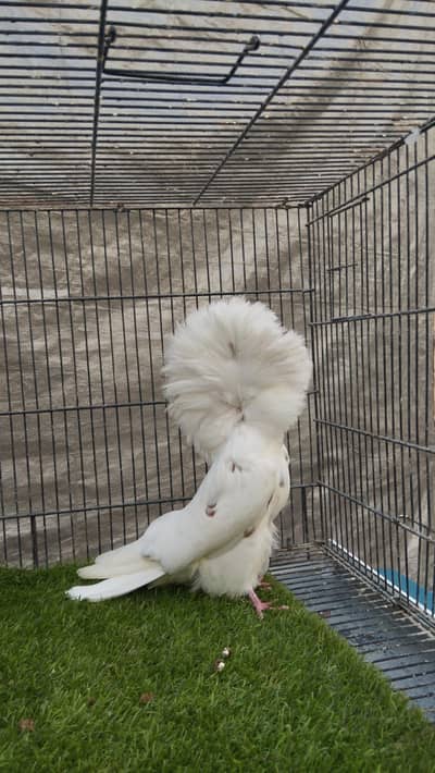 Jacobin & Rewerswing pouter breeder pairs