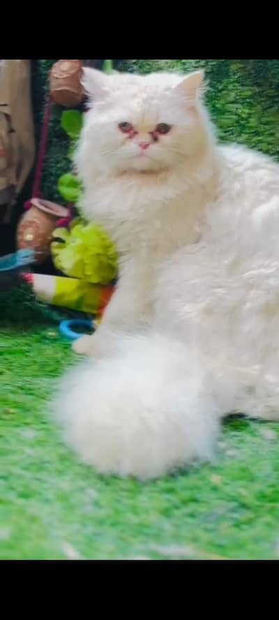 Persion male for stud