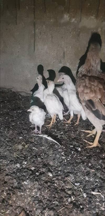 herra chick available