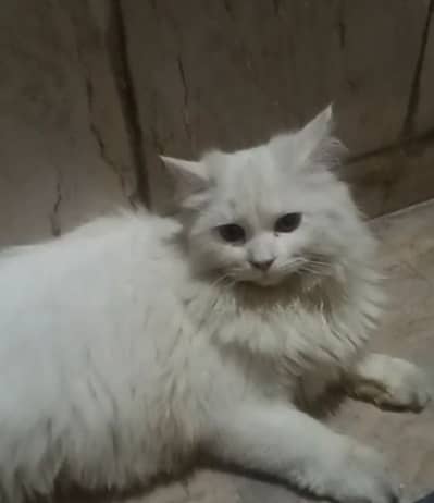 Persian male for sale