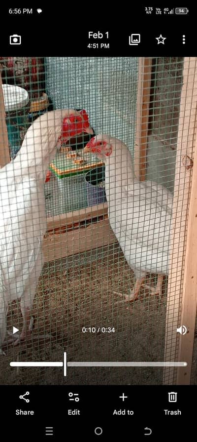 Heera aseel pair paper white young.