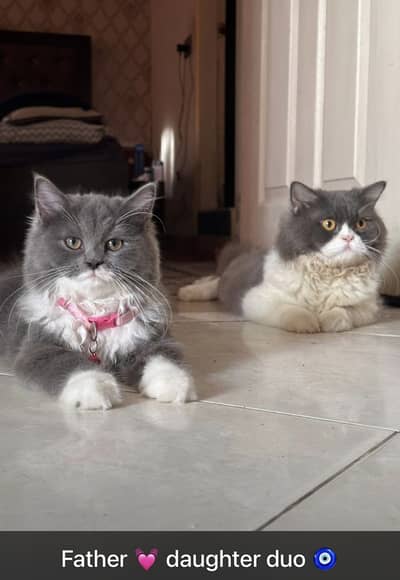 Persian cats
