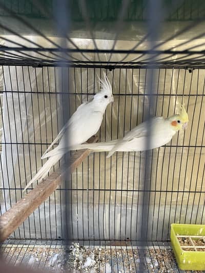 Cocktail breeder pair for sale