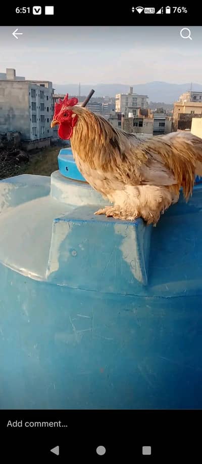 bantam hen