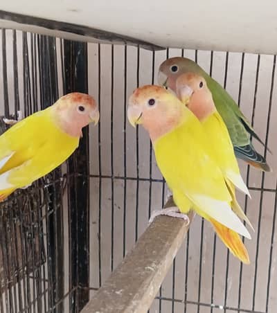 love birds redhead opline / opaline