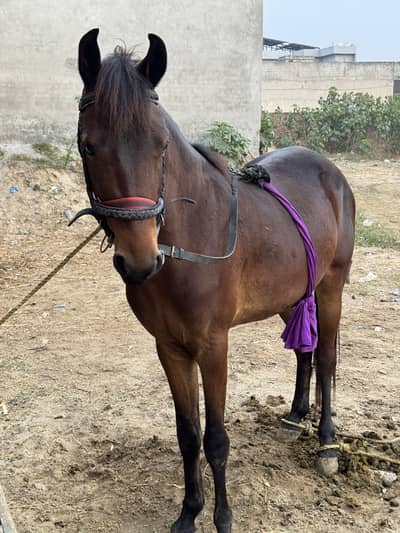 Desi horse for sale