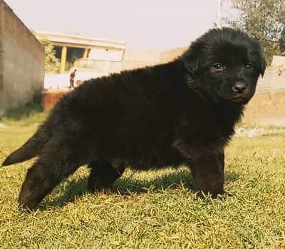 black German Shepherd puppies for sale