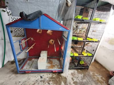 Selling all parrots Cockatiel Conure love birds whole setup