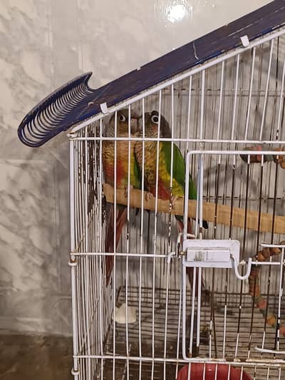 Conure pine and green conure parrots