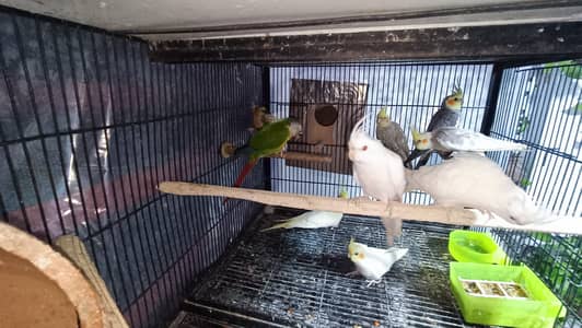 Cockatiel Conure love birds whole setup