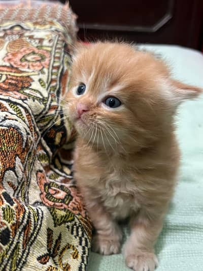 Persian kittens triple coated