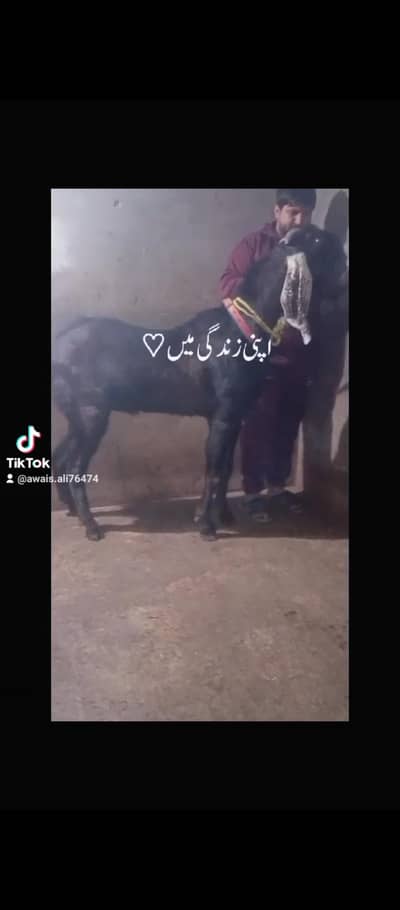 Bakra