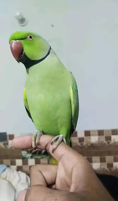 Kashmiri parrot voice train  my WhatsApp number 0325=74=52=678