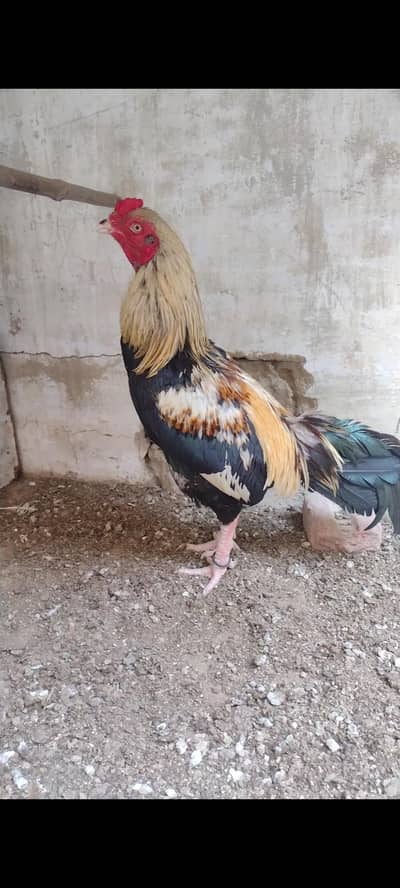 Mashallah high quality Mianwali nar