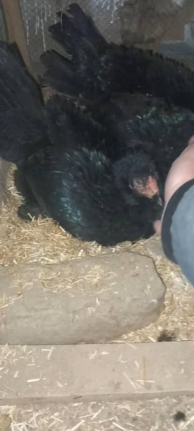 Muski Aseel kurk  murgi