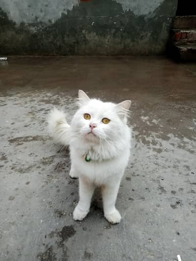 Persian cat