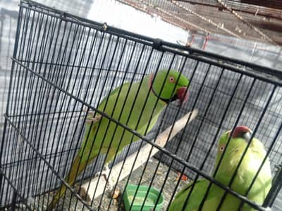 mere paS 5 nar 5madiya he. . . ring. n